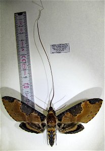 Manduca ochos aus Mexiko
