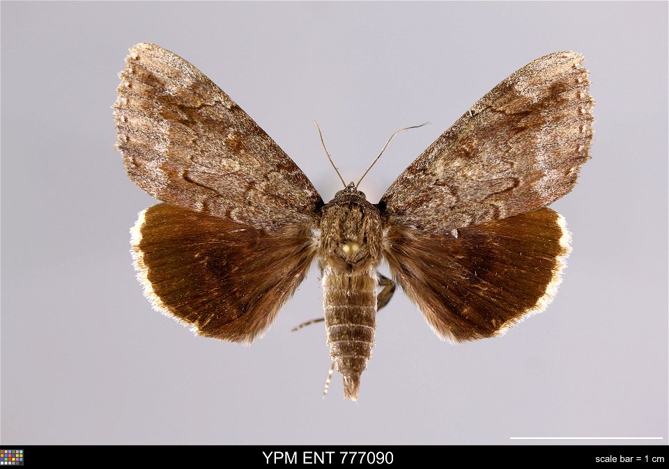 Yale Peabody Museum, Entomology Division Catalog #: YPM ENT 777090 Taxon: Catocala residua Grote (dorsal) Family: Erebidae Taxon Remarks: Animals and Plants: Invertebrates - Insects Collector: R Kergo photo