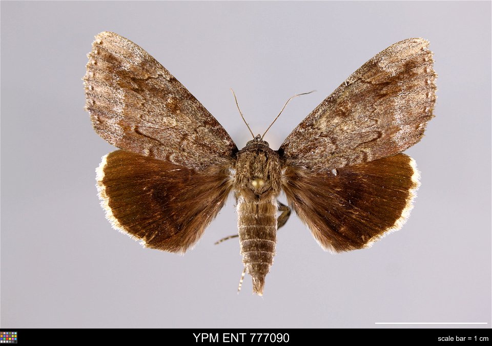 Yale Peabody Museum, Entomology Division
Catalog #: YPM ENT 777090
Taxon: Catocala residua Grote (dorsal)
Family: Erebidae
Taxon Remarks: Animals and Plants: Invertebrates - Insects
Collector: R Kergo