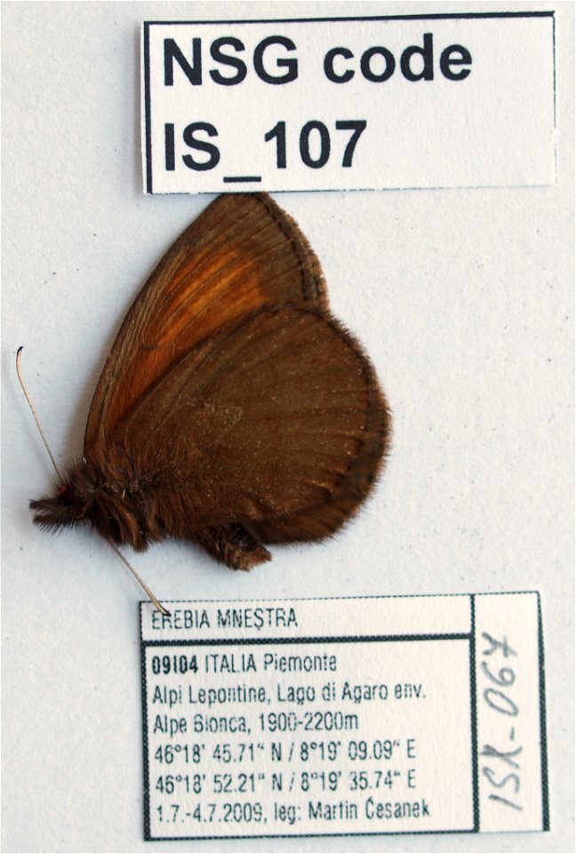 Italy.  Alpe Bionca,    <a href="http://nymphalidae.utu.fi/story.php?code=IS-107" rel="nofollow">see in our database</a>