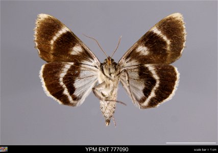 Yale Peabody Museum, Entomology Division Catalog #: YPM ENT 777090 Taxon: Catocala residua Grote (ventral) Family: Erebidae Taxon Remarks: Animals and Plants: Invertebrates - Insects Collector: R Kerg photo