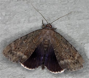 Obscure Underwing (Catocala obscura)