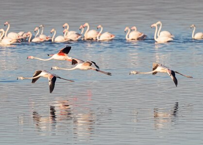 Fly in flight swan photo