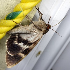 Obscure Underwing (Catocala obscura) photo