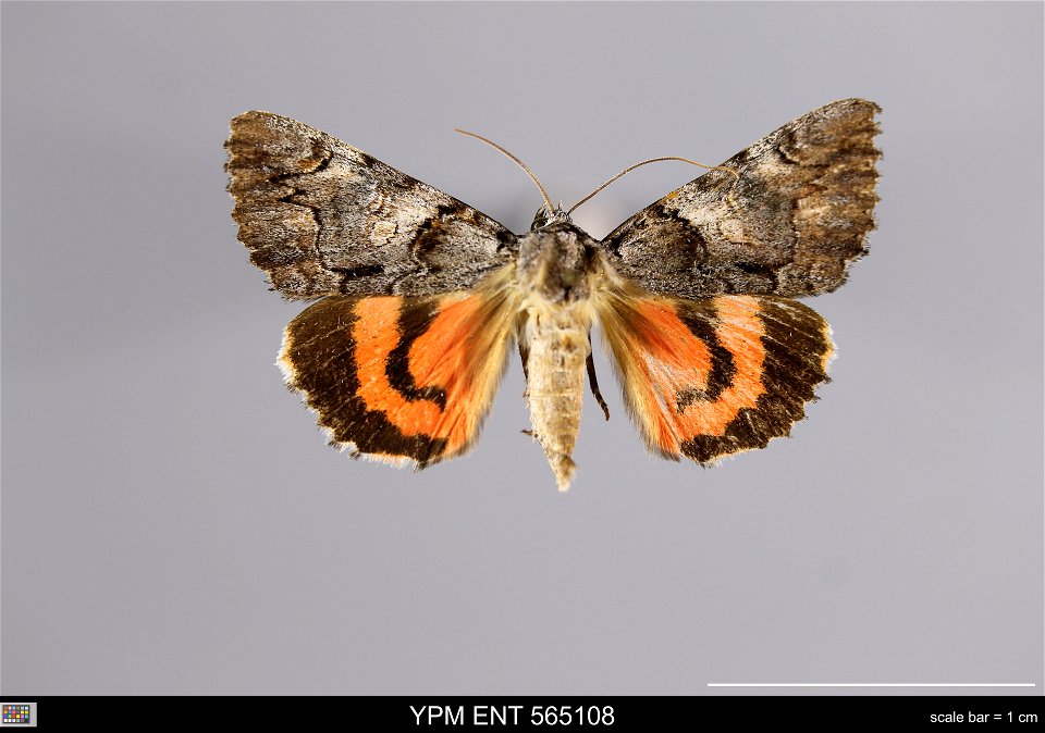 Yale Peabody Museum, Entomology Division Catalog #: YPM ENT 565108 Taxon: Catocala ophelia Hy. Edw. (dorsal) Family: Erebidae Taxon Remarks: Animals and Plants: Invertebrates - Insects Collector: Eric photo