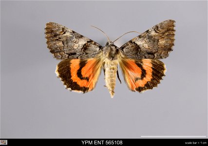 Yale Peabody Museum, Entomology Division Catalog #: YPM ENT 565108 Taxon: Catocala ophelia Hy. Edw. (dorsal) Family: Erebidae Taxon Remarks: Animals and Plants: Invertebrates - Insects Collector: Eric photo