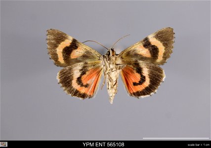 Yale Peabody Museum, Entomology Division Catalog #: YPM ENT 565108 Taxon: Catocala ophelia Hy. Edw. (ventral) Family: Erebidae Taxon Remarks: Animals and Plants: Invertebrates - Insects Collector: Eri photo