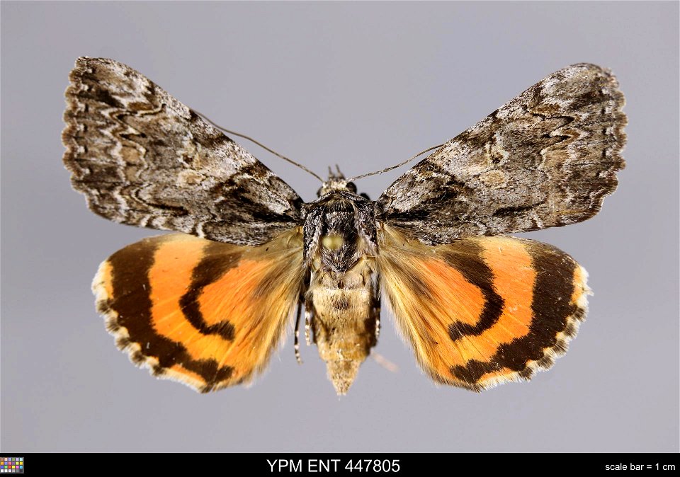 Yale Peabody Museum, Entomology Division Catalog #: YPM ENT 447805 Taxon: Catocala verrilliana Grote (dorsal) Family: Erebidae Taxon Remarks: Animals and Plants: Invertebrates - Insects Collector: Law photo