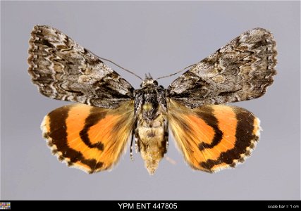 Yale Peabody Museum, Entomology Division
Catalog #: YPM ENT 447805
Taxon: Catocala verrilliana Grote (dorsal)
Family: Erebidae
Taxon Remarks: Animals and Plants: Invertebrates - Insects
Collector: Law