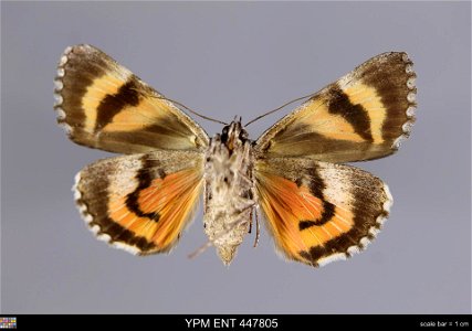 Yale Peabody Museum, Entomology Division Catalog #: YPM ENT 447805 Taxon: Catocala verrilliana Grote (ventral) Family: Erebidae Taxon Remarks: Animals and Plants: Invertebrates - Insects Collector: La photo