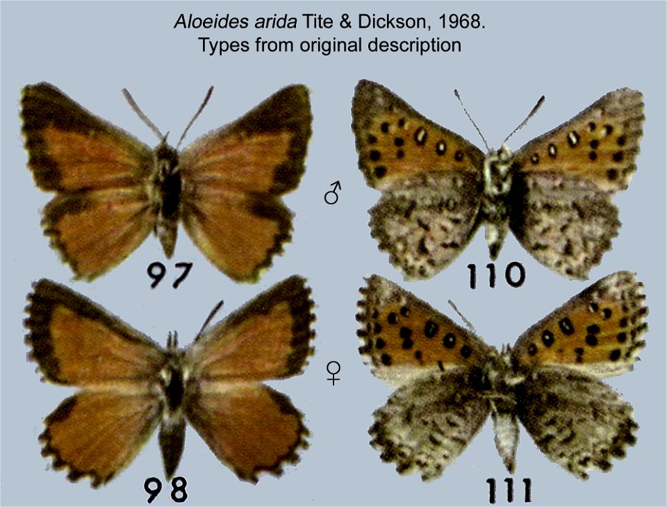 Aloeides arida, male, female, type specimens, from original description.
