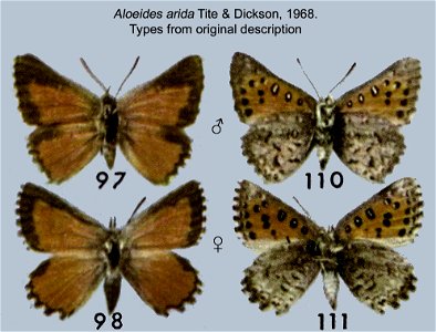 Aloeides arida, male, female, type specimens, from original description.