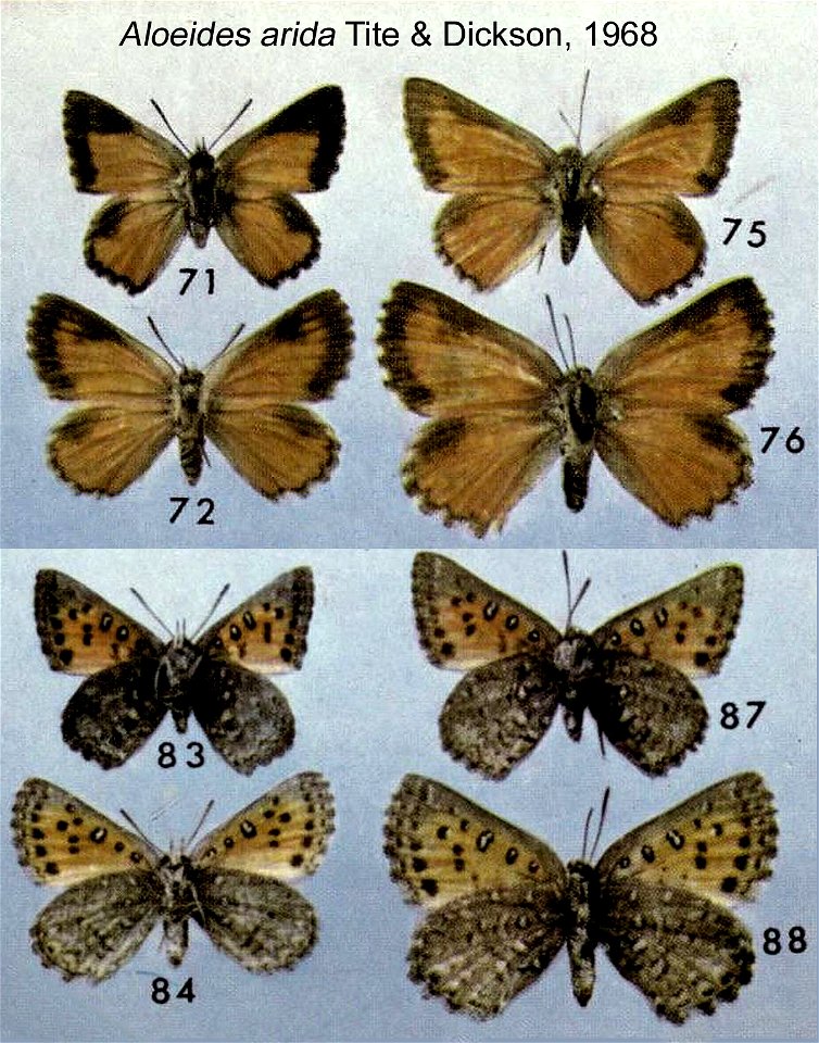 Aloeides arida, male, female, from original description.