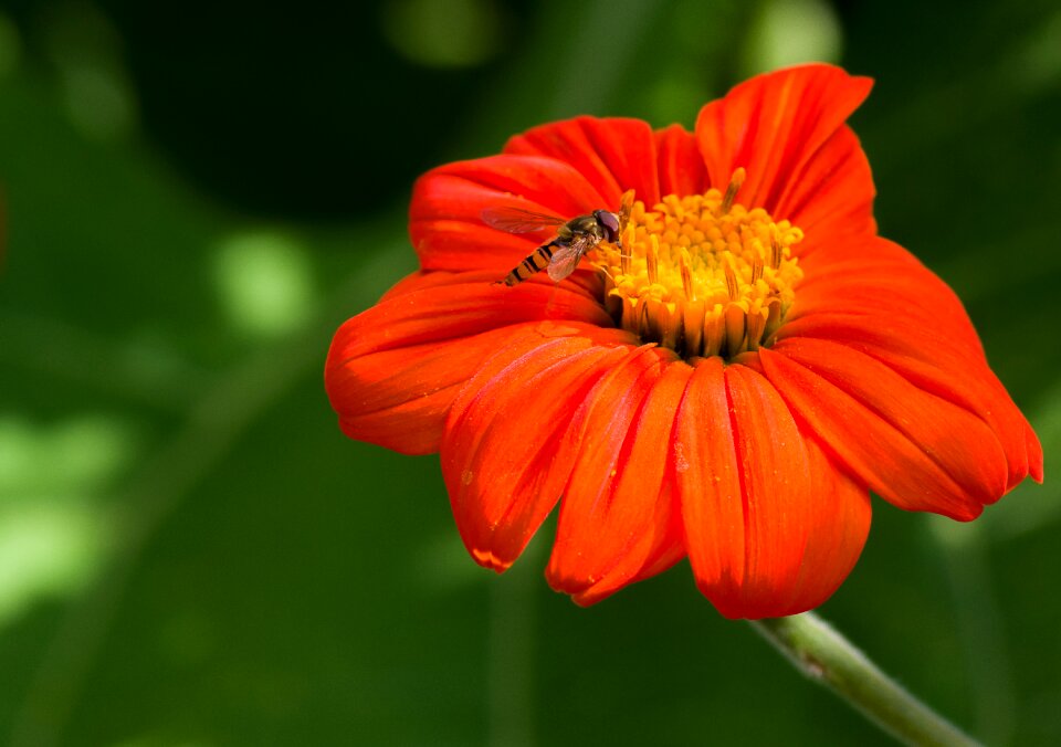 Close up macro nature