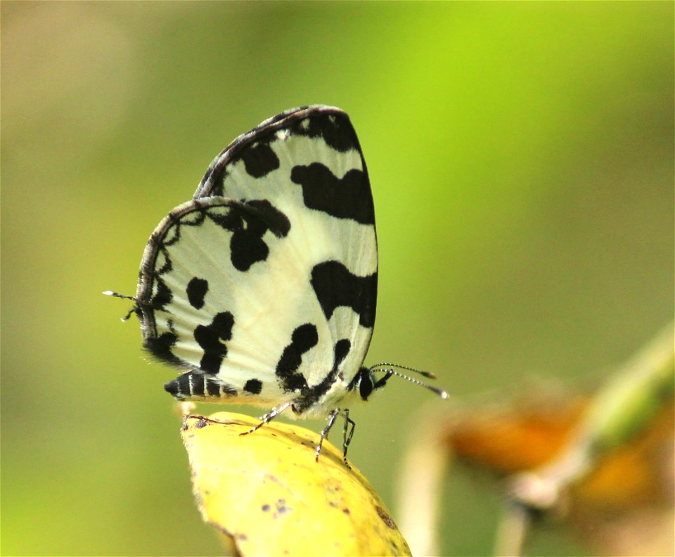 Caleta decidia (Hewitson, 1876) – Angled Pierrot