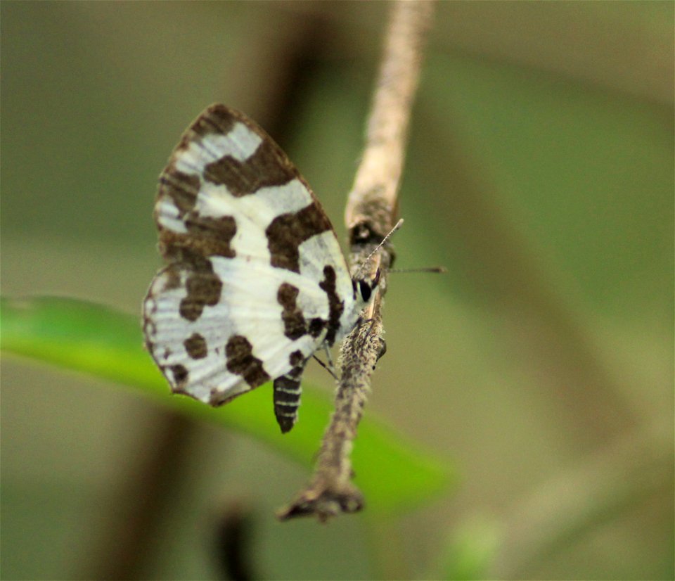 Caleta decidia (Hewitson, 1876) – Angled Pierrot