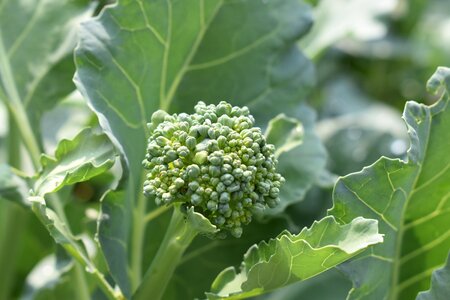 Vegetable organic food