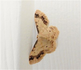 Idaea trigeminata Braintree, Essex, UK photo