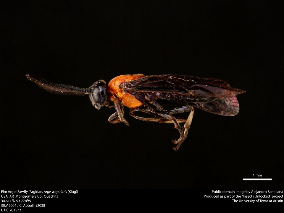 Elm Argid Sawfly (Argidae, Arge scapularis (Klug))
USA, AR, Montgomery Co.: Ouachita
34.611°N 93.778°W 
30.V.2004 J.C. Abbott #2038

UTIC 201573