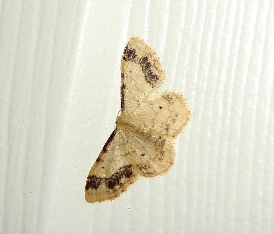 Idaea trigeminata

Braintree, Essex, UK