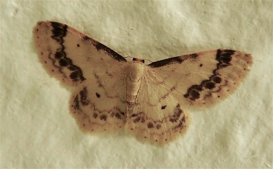 Treble Brown Spot moth photo