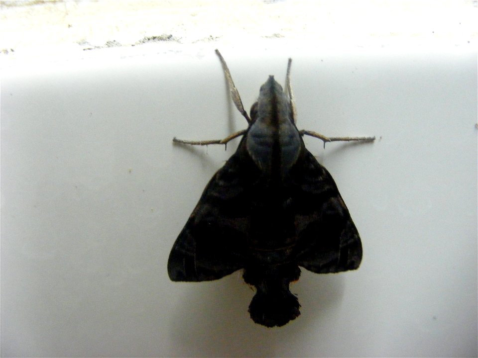 Thanks Roger for id