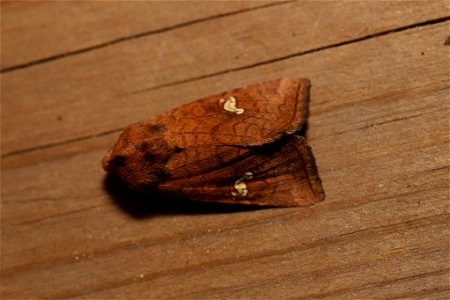 American Ear Moth (Amphipoea americana). Species of insect. photo