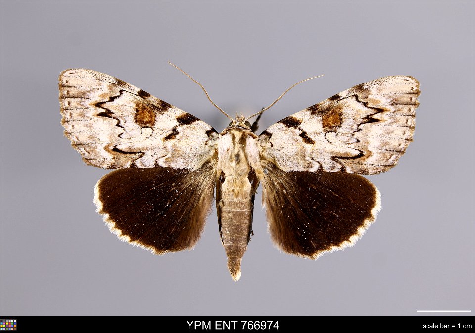 Yale Peabody Museum, Entomology Division Catalog #: YPM ENT 766974 Taxon: Catocala sappho Strecker (dorsal) Family: Erebidae Taxon Remarks: Animals and Plants: Invertebrates - Insects Collector: Willi photo