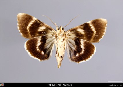 Yale Peabody Museum, Entomology Division
Catalog #: YPM ENT 766974
Taxon: Catocala sappho Strecker (ventral)
Family: Erebidae
Taxon Remarks: Animals and Plants: Invertebrates - Insects
Collector: Will