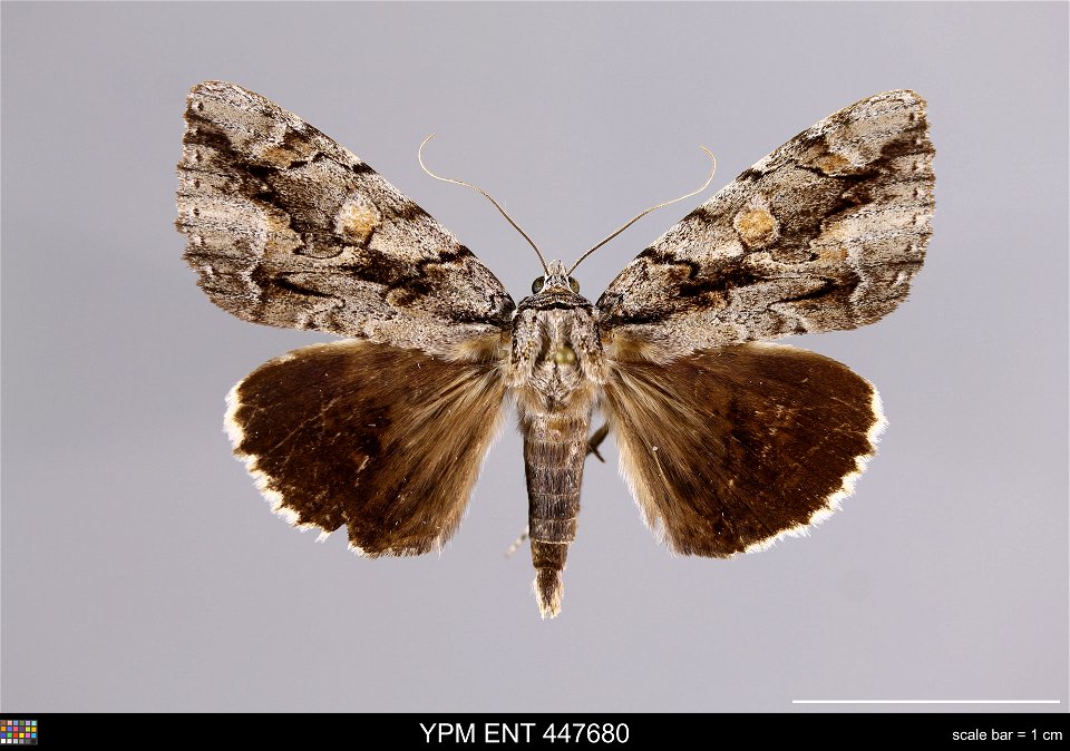 Yale Peabody Museum, Entomology Division
Catalog #: YPM ENT 447680
Taxon: Catocala flebilis Grote
Family: Erebidae
Taxon Remarks: Animals and Plants: Invertebrates - Insects
Collector: Lawrence F. Gal