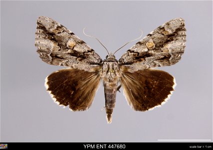 Yale Peabody Museum, Entomology Division Catalog #: YPM ENT 447680 Taxon: Catocala flebilis Grote Family: Erebidae Taxon Remarks: Animals and Plants: Invertebrates - Insects Collector: Lawrence F. Gal photo