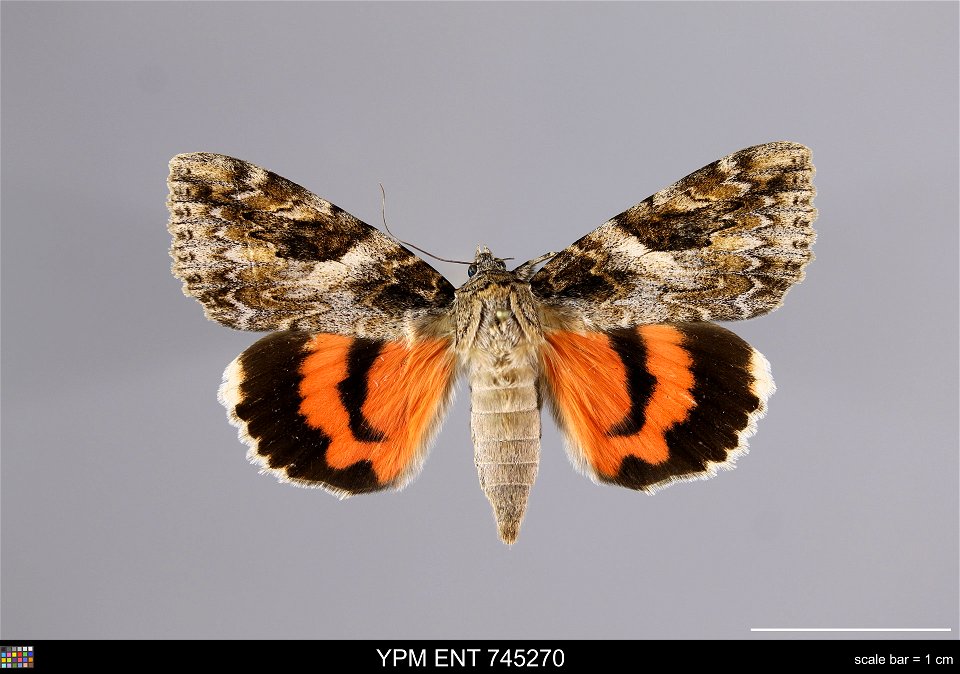 Yale Peabody Museum, Entomology Division
Catalog #: YPM ENT 745270
Taxon: Catocala irene Behr (dorsal)
Family: Erebidae
Taxon Remarks: Animals and Plants: Invertebrates - Insects
Collector: Peter J. L