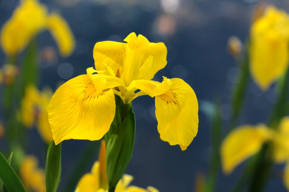 Yellow iris close up