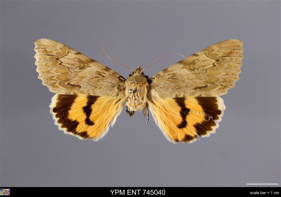 Yale Peabody Museum, Entomology Division
Catalog #: YPM ENT 745040
Taxon: Catocala remissa Stgr.
Family: Erebidae
Taxon Remarks: Animals and Plants: Invertebrates - Insects
Locality: USSR, Turkestan
5