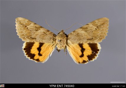 Yale Peabody Museum, Entomology Division
Catalog #: YPM ENT 745040
Taxon: Catocala remissa Stgr.
Family: Erebidae
Taxon Remarks: Animals and Plants: Invertebrates - Insects
Locality: USSR, Turkestan
5
