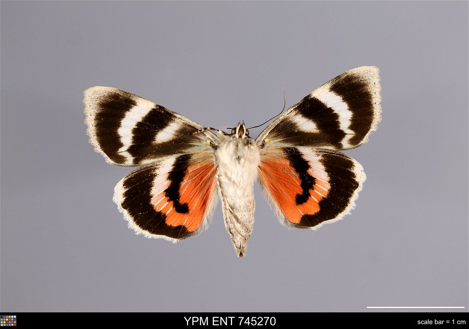 Yale Peabody Museum, Entomology Division
Catalog #: YPM ENT 745270
Taxon: Catocala irene Behr (ventral)
Family: Erebidae
Taxon Remarks: Animals and Plants: Invertebrates - Insects
Collector: Peter J. 