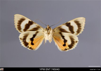 Yale Peabody Museum, Entomology Division
Catalog #: YPM ENT 745040
Taxon: Catocala remissa Stgr. (ventral)
Family: Erebidae
Taxon Remarks: Animals and Plants: Invertebrates - Insects
Locality: USSR, T