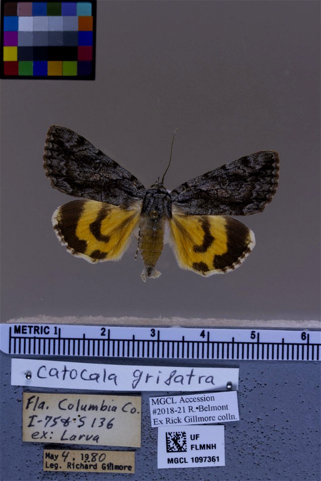 Florida Museum of Natural History, McGuire Center for Lepidoptera and Biodiversity
Catalog #: MGCL_1097361
Taxon: Catocala grisatra Brower, 1936 (dorsal)

Family: Erebidae