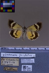 Florida Museum of Natural History, McGuire Center for Lepidoptera and Biodiversity Catalog #: MGCL_1097361 Taxon: Catocala grisatra Brower, 1936 (ventral) Family: Erebidae photo