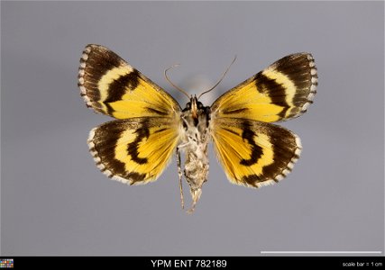 Yale Peabody Museum, Entomology Division
Catalog #: YPM ENT 782189
Taxon: Catocala grisatra Brower (ventral)
Family: Erebidae
Taxon Remarks: Animals and Plants: Invertebrates - Insects
Collector: Jeff
