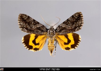 Yale Peabody Museum, Entomology Division Catalog #: YPM ENT 782189 Taxon: Catocala grisatra Brower (dorsal) Family: Erebidae Taxon Remarks: Animals and Plants: Invertebrates - Insects Collector: Jeffr photo