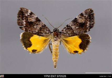 Yale Peabody Museum, Entomology Division
Catalog #: YPM ENT 970528
Taxon: Catocala jair Strecker (dorsal)
Family: Erebidae
Taxon Remarks: Animals and Plants: Invertebrates - Insects
Collector: Raymond