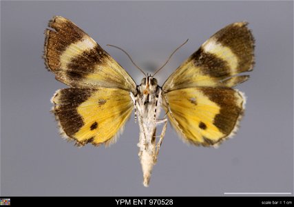 Yale Peabody Museum, Entomology Division Catalog #: YPM ENT 970528 Taxon: Catocala jair Strecker (ventral) Family: Erebidae Taxon Remarks: Animals and Plants: Invertebrates - Insects Collector: Raymon photo
