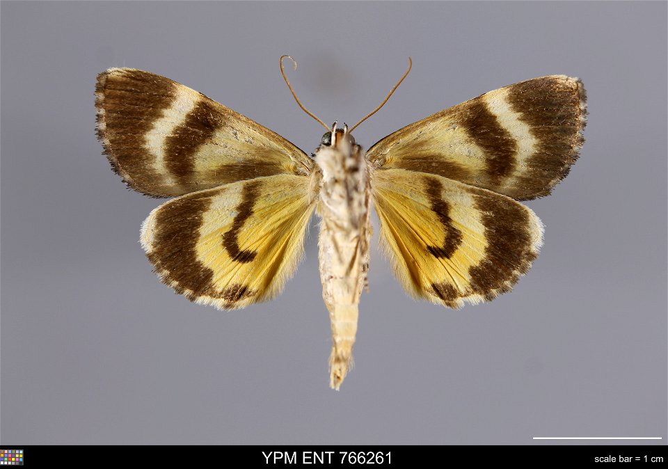 Yale Peabody Museum, Entomology Division
Catalog #: YPM ENT 766261
Taxon: Catocala louiseae Bauer (ventral)
Family: Erebidae
Taxon Remarks: Animals and Plants: Invertebrates - Insects
Date: 1978-05-27