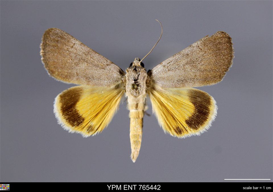 Yale Peabody Museum, Entomology Division Catalog #: YPM ENT 765442 Taxon: Catocala messalina Guenee (dorsal) Family: Erebidae Taxon Remarks: Animals and Plants: Invertebrates - Insects Collector: Lawr photo