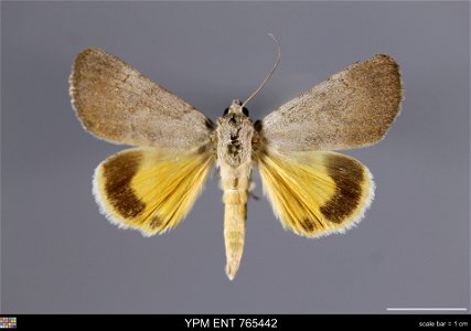 Yale Peabody Museum, Entomology Division
Catalog #: YPM ENT 765442
Taxon: Catocala messalina Guenee (dorsal)
Family: Erebidae
Taxon Remarks: Animals and Plants: Invertebrates - Insects
Collector: Lawr