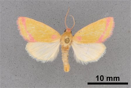 Mississippi Entomological Museum Catalog #: MEM 354434 Taxon: Heliocheilus toralis (Grote) Family: Noctuidae Determiner: Brown, R.L. Collector: Hildebrandt, D. Date: 2001-07-26 - 2001-07-27 Verbatim D photo