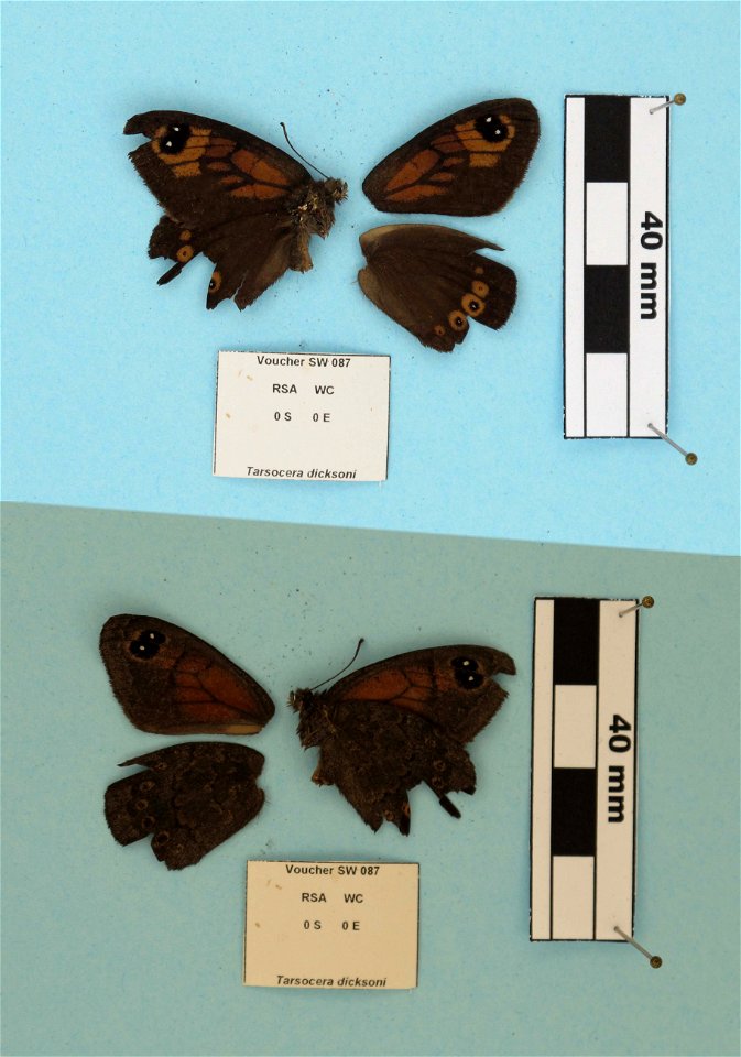South Africa.  Western Cape:,  Price et al 2011. Syst Ent,   <a href="http://nymphalidae.utu.fi/story.php?code=SW-087" rel="nofollow">nymphalidae.utu.fi/story.php?code=SW-087</a>