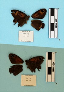 South Africa.  Western Cape:,  Price et al 2011. Syst Ent,   <a href="http://nymphalidae.utu.fi/story.php?code=SW-087" rel="nofollow">nymphalidae.utu.fi/story.php?code=SW-087</a>