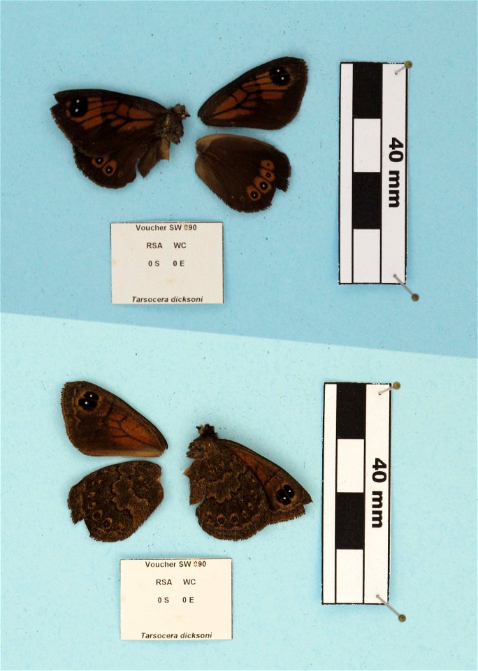 South Africa.  Western Cape:,  Price et al 2011. Syst Ent,   <a href="http://nymphalidae.utu.fi/story.php?code=SW-090" rel="nofollow">nymphalidae.utu.fi/story.php?code=SW-090</a>